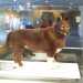 Il famoso cane Balto imbalsamato e custodito al Museo di Storia Naturale a Cleveland
